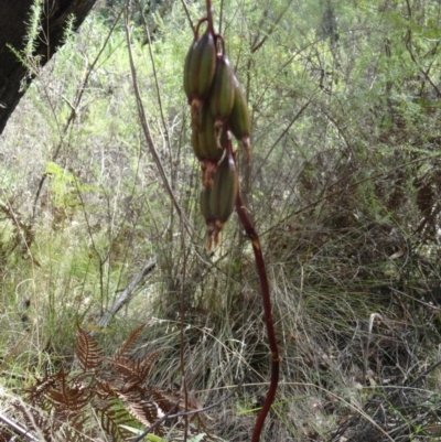 Dipodium roseum (Rosy Hyacinth Orchid) at Paddys River, ACT - 20 Feb 2016 by galah681