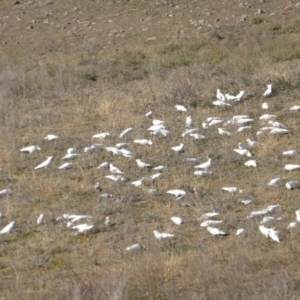 Cacatua galerita at Isaacs Ridge - 14 Jun 2015