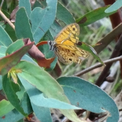 Geitoneura acantha (Ringed Xenica) at Paddys River, ACT - 20 Feb 2016 by galah681