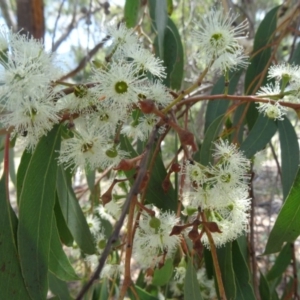 Eucalyptus macrorhyncha at Tidbinbilla Nature Reserve - 20 Feb 2016