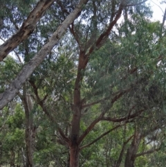 Eucalyptus macrorhyncha at Tidbinbilla Nature Reserve - 20 Feb 2016