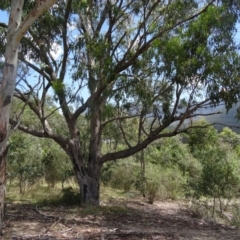 Eucalyptus bridgesiana at Paddys River, ACT - 20 Feb 2016