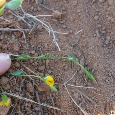 Zornia dyctiocarpa var. dyctiocarpa (Zornia) at Environa, NSW - 22 Feb 2016 by RichardMilner