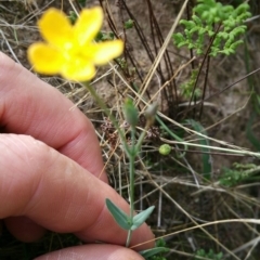 Hypericum gramineum (Small St Johns Wort) at Molonglo River Reserve - 22 Feb 2016 by RichardMilner