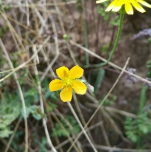 Hypericum gramineum at Molonglo River Reserve - 22 Feb 2016