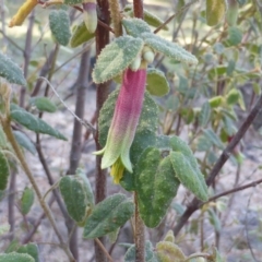 Correa reflexa var. reflexa (Common Correa, Native Fuchsia) at Isaacs, ACT - 22 Feb 2016 by Mike