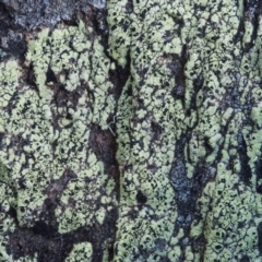 Rhizocarpon geographicum (Yellow Map Lichen) at Kowen, ACT - 17 Feb 2016 by KenT