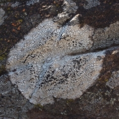 Buellia homophylia (Buellia homophylia) at Kowen, ACT - 16 Feb 2016 by KenT