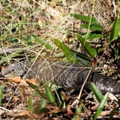 Tiliqua rugosa (Shingleback Lizard) at Kowen Woodland - 17 Feb 2016 by KenT