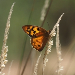 Heteronympha penelope (Shouldered Brown) at Kowen Woodland - 17 Feb 2016 by KenT