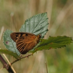 Heteronympha penelope at Kowen, ACT - 17 Feb 2016 10:55 AM