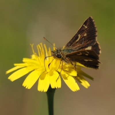 Dispar compacta (Barred Skipper) at Kowen Woodland - 17 Feb 2016 by KenT