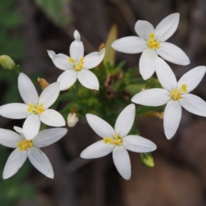 Centaurium sp. at Kowen, ACT - 17 Feb 2016