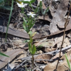 Centaurium sp. at Kowen, ACT - 17 Feb 2016