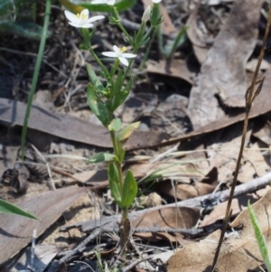 Centaurium sp. at Kowen, ACT - 17 Feb 2016