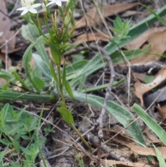 Centaurium sp. at Kowen, ACT - 17 Feb 2016