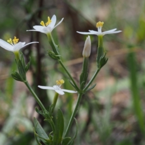 Centaurium sp. at Kowen, ACT - 17 Feb 2016