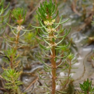 Myriophyllum simulans at Kowen, ACT - 17 Feb 2016 11:33 AM