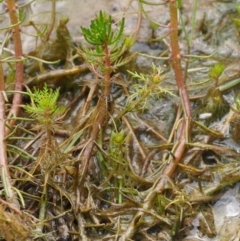 Myriophyllum simulans at Kowen, ACT - 17 Feb 2016