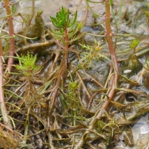 Myriophyllum simulans at Kowen, ACT - 17 Feb 2016 11:33 AM