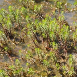 Myriophyllum simulans at Kowen, ACT - 17 Feb 2016