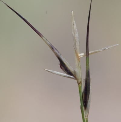 Aristida ramosa (Purple Wire Grass) at Kowen Woodland - 17 Feb 2016 by KenT