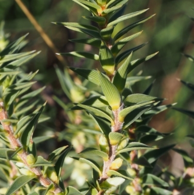 Melichrus urceolatus (Urn Heath) at Kowen Woodland - 17 Feb 2016 by KenT