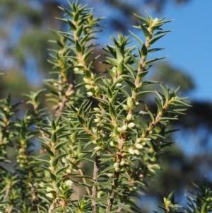 Melichrus urceolatus at Kowen, ACT - 17 Feb 2016