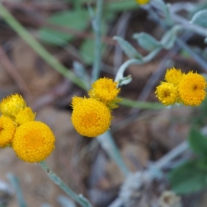 Chrysocephalum apiculatum at Kowen, ACT - 17 Feb 2016