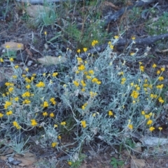 Chrysocephalum apiculatum at Kowen, ACT - 17 Feb 2016