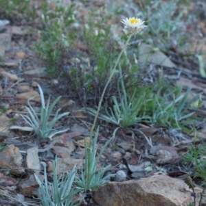 Leucochrysum albicans subsp. tricolor at Kowen, ACT - 17 Feb 2016