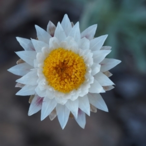 Leucochrysum albicans subsp. tricolor at Kowen, ACT - 17 Feb 2016