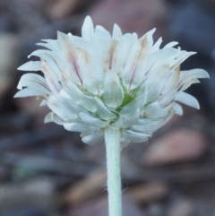 Leucochrysum albicans subsp. tricolor at Kowen, ACT - 17 Feb 2016