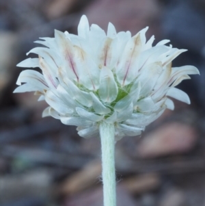 Leucochrysum albicans subsp. tricolor at Kowen, ACT - 17 Feb 2016 08:38 AM