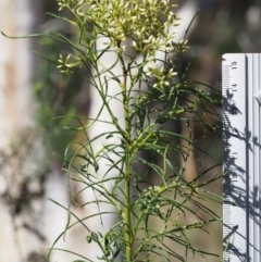 Cassinia quinquefaria at Kowen, ACT - 17 Feb 2016 10:16 AM