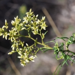 Cassinia quinquefaria at Kowen, ACT - 17 Feb 2016 10:16 AM