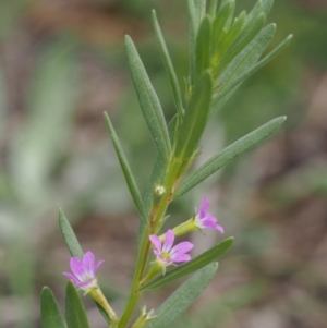 Lythrum hyssopifolia at Kowen, ACT - 17 Feb 2016 12:10 PM