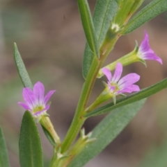 Lythrum hyssopifolia at Kowen, ACT - 17 Feb 2016 12:10 PM