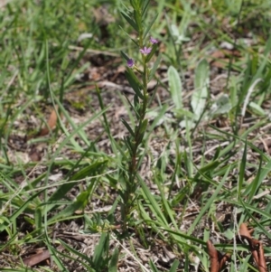 Lythrum hyssopifolia at Kowen, ACT - 17 Feb 2016 12:10 PM