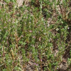 Lythrum hyssopifolia at Kowen, ACT - 17 Feb 2016 12:10 PM