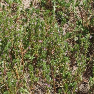 Lythrum hyssopifolia at Kowen, ACT - 17 Feb 2016 12:10 PM