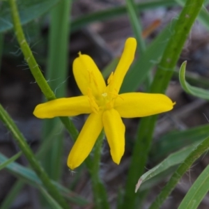 Hypoxis hygrometrica at Kowen, ACT - 17 Feb 2016 11:23 AM