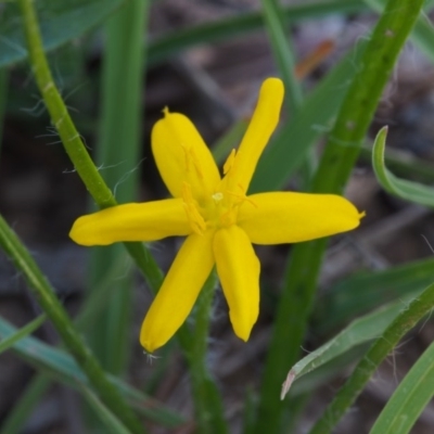 Hypoxis hygrometrica (Golden Weather-grass) at Kowen, ACT - 17 Feb 2016 by KenT