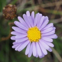 Brachyscome scapigera (Tufted Daisy) at Paddys River, ACT - 10 Feb 2016 by KenT