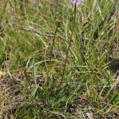 Brachyscome scapigera at Paddys River, ACT - 11 Feb 2016