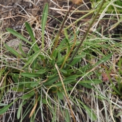 Brachyscome scapigera at Paddys River, ACT - 11 Feb 2016