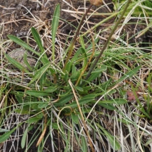 Brachyscome scapigera at Paddys River, ACT - 11 Feb 2016