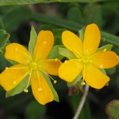 Hypericum japonicum (Creeping St John's Wort) at Paddys River, ACT - 10 Feb 2016 by KenT