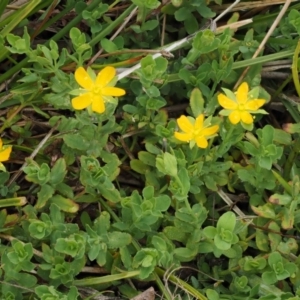 Hypericum japonicum at Paddys River, ACT - 11 Feb 2016