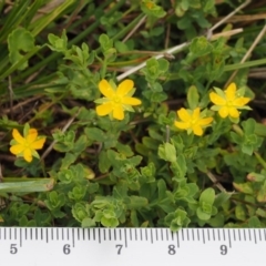 Hypericum japonicum at Paddys River, ACT - 11 Feb 2016